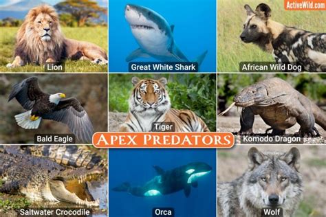 What Is an Apex Predator?